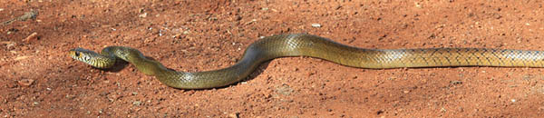 Ratsnake